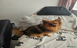 Pomeranian dogs for stud: Prince pomeranian  - Image 8