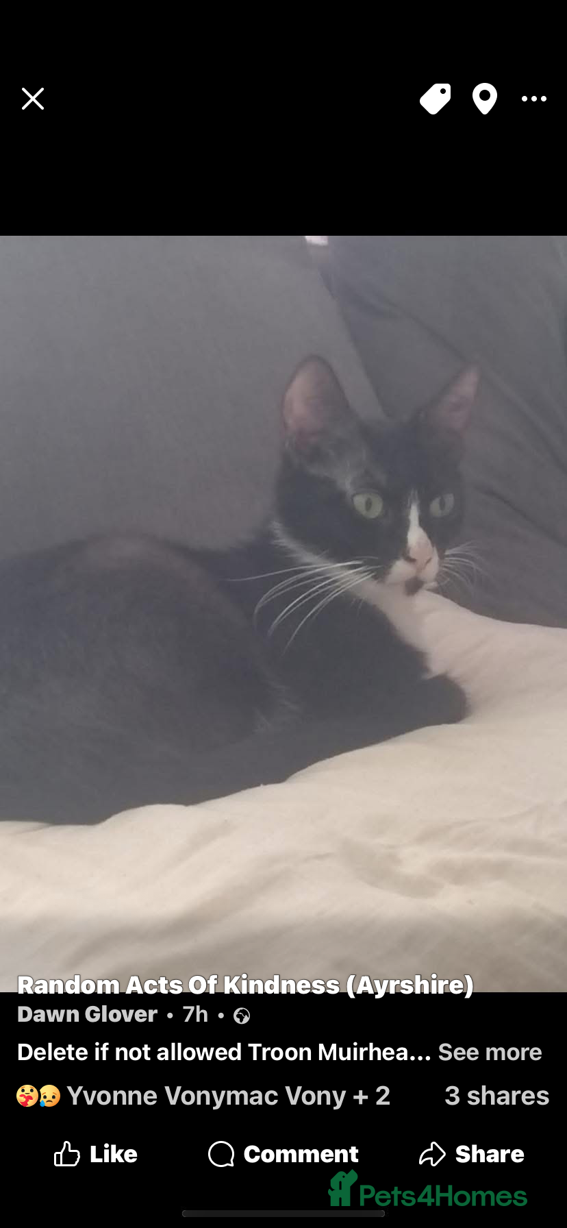 Mixed Breed cats 3 little black beauty’s for sale - Advert 7