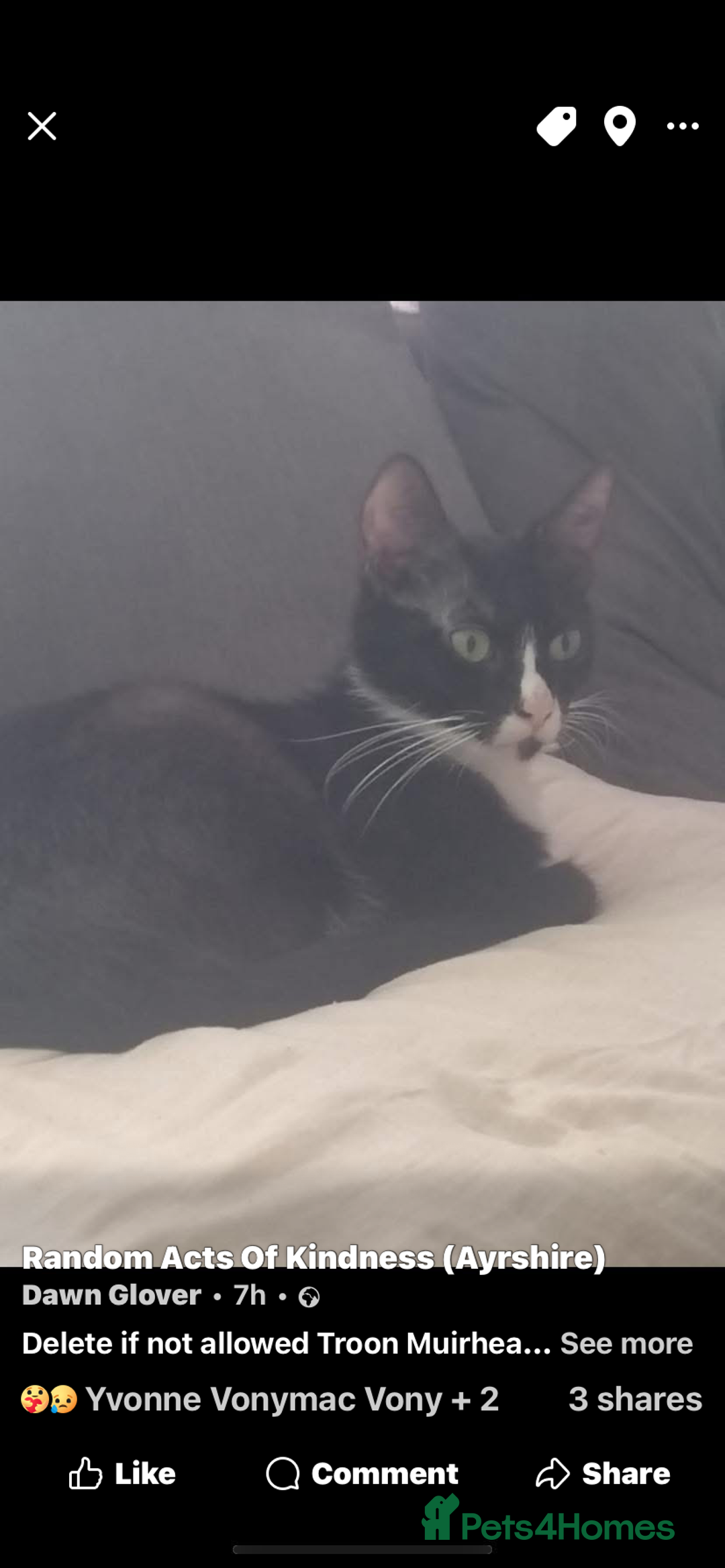 Mixed Breed cats for sale: 3 little black beauty’s for sale - Advert 1