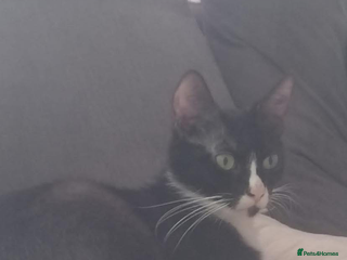 Mixed Breed cats 3 little black beauty’s for sale - Advert 2