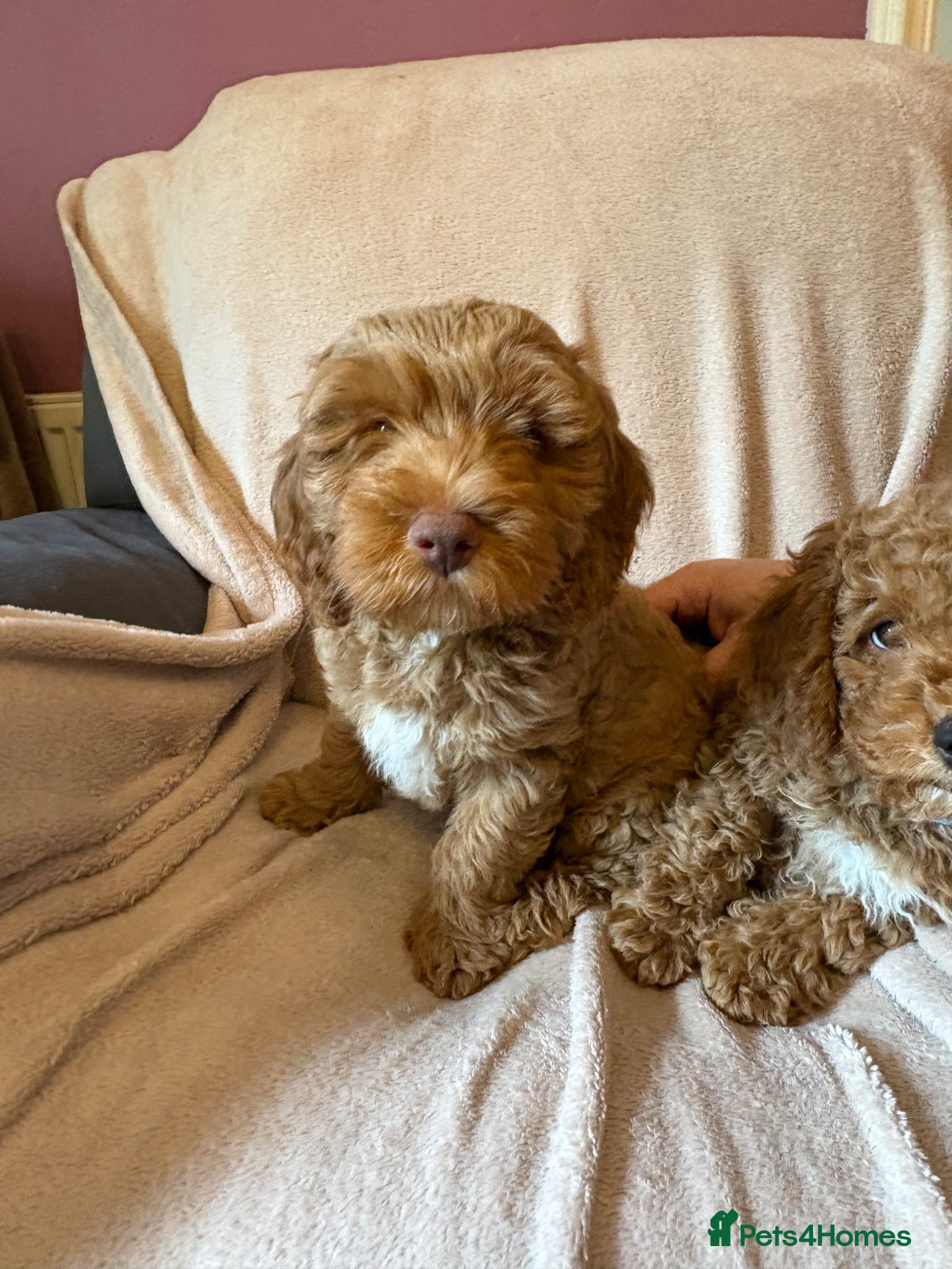 Cockapoo dogs Last Stunning cockapoo girl ready now - Advert 10