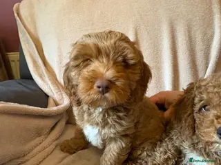 Cockapoo dogs Last Stunning cockapoo girl ready now - Advert 10