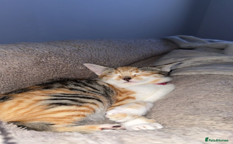 Mixed Breed cats - Advert 5