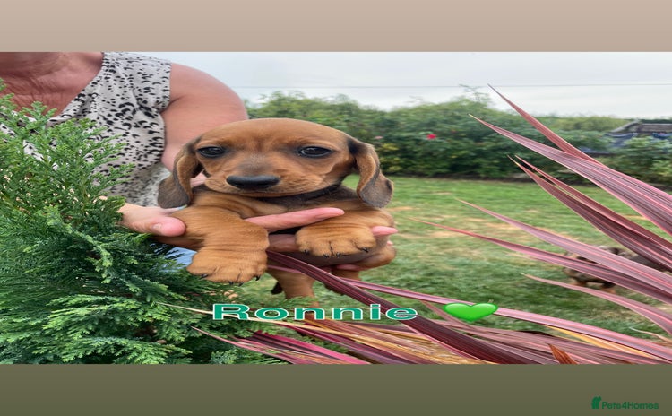 Miniature Dachshund dogs - Advert 4