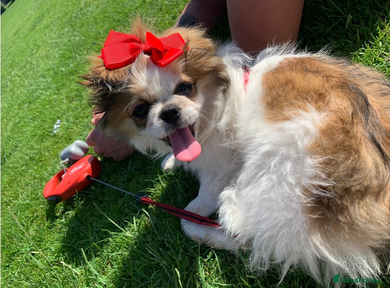 Pekingese dogs Our Pekingese “Chicka” Seeking Stud Dog 💕🐾 - Advert 3