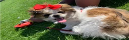 Pekingese dogs for stud: Our Pekingese “Chicka” Seeking Stud Dog 💕🐾 - Advert 1