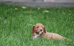 Cavapoo dogs for sale: Cavapoo  - Image 31