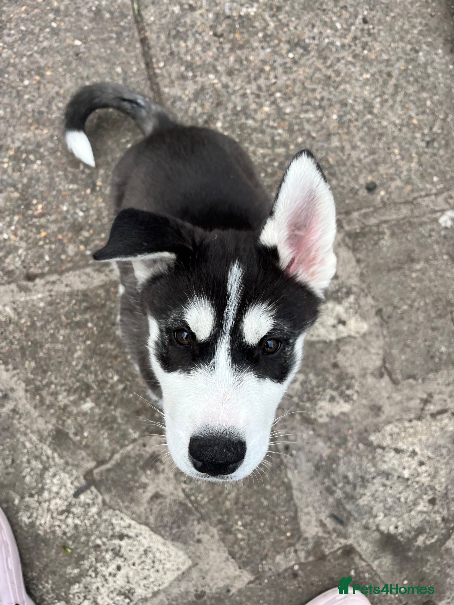 Utonagan dogs Alaskan Malamute PuppiesMicrochipped 1 Left! - Advert 1