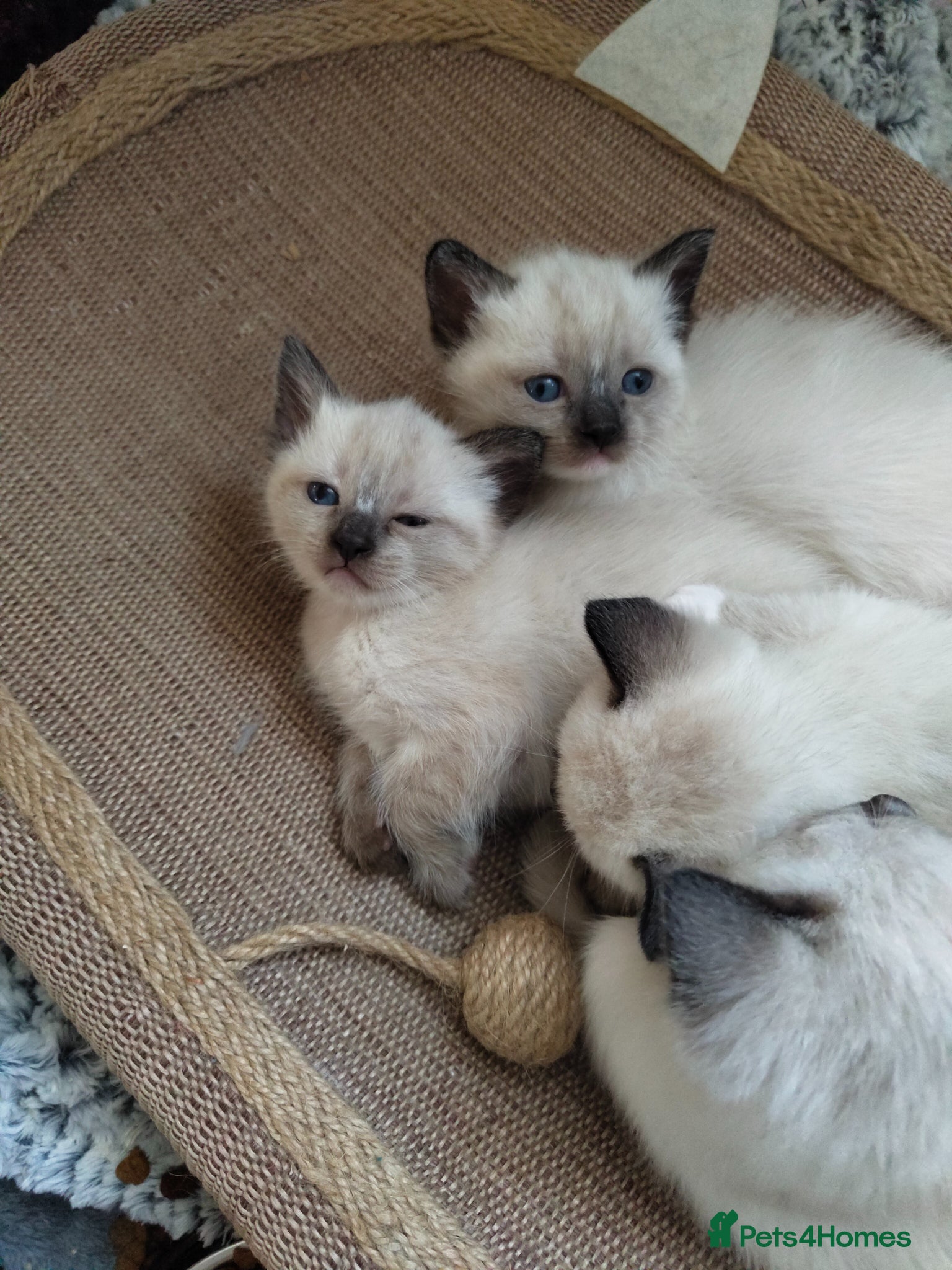 Siamese cats Crossed Siamese with Ragdol - Advert 2