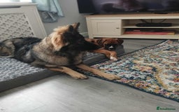 German Shepherd dogs for sale: Female German shepherd  - Image 3