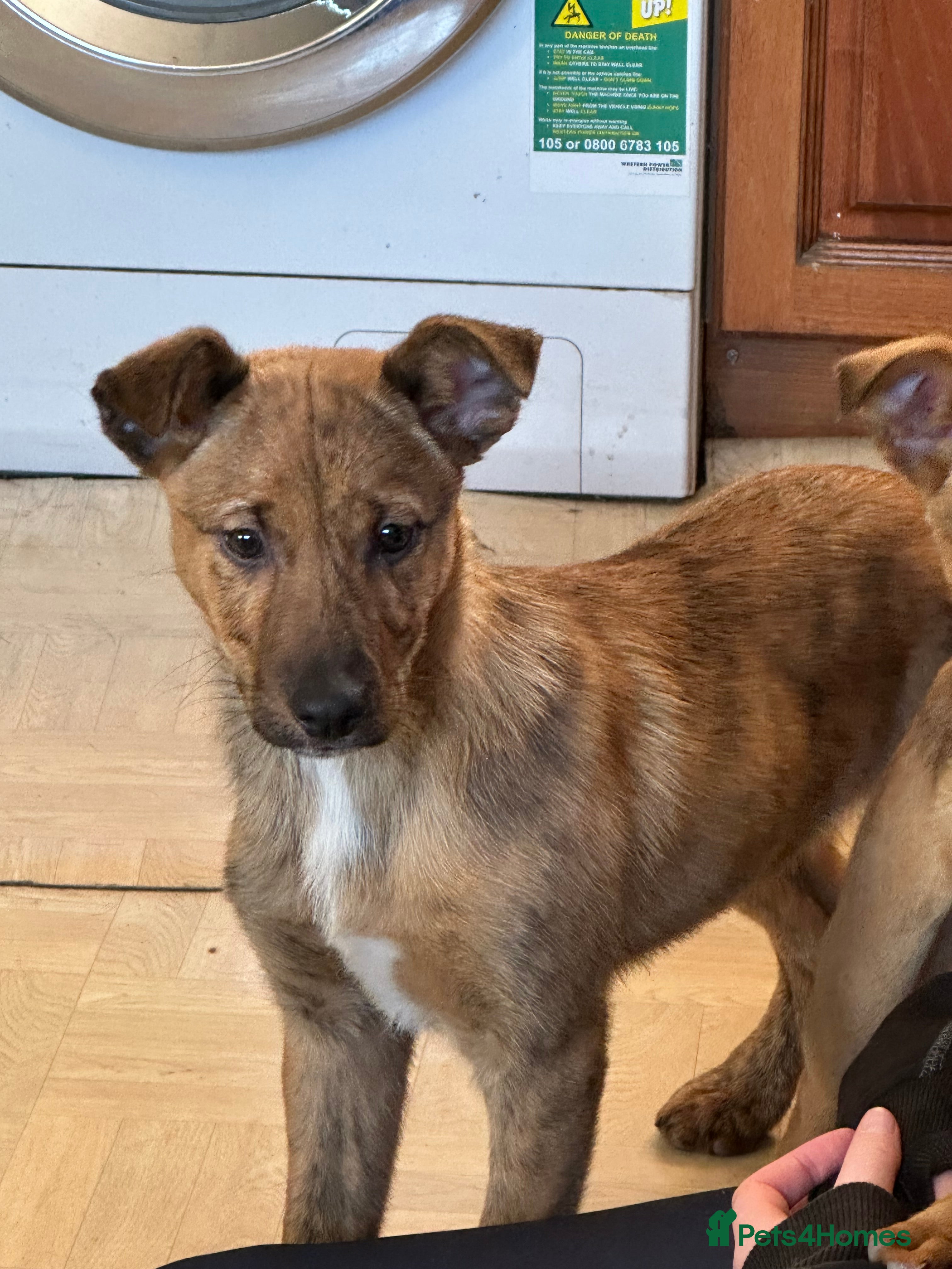 Mixed Breed dogs Kelpie x Collie puppies - Advert 12