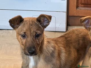 Mixed Breed dogs Kelpie x Collie puppies - Advert 19