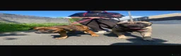 Presa Canario dogs for sale: Bonnie 4 yr old presa canario  in Llanelli - Advert 5