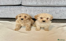 Coton De Tulear dogs for sale: Coton noodles puppies ready now  - Image 6