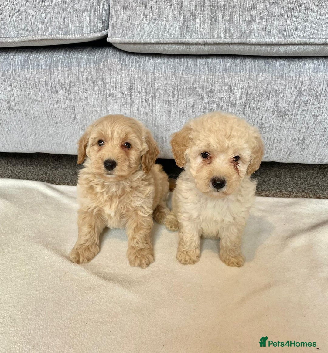 Coton De Tulear dogs for sale: Coton noodles puppies ready now  - Image 6
