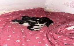 Domestic Shorthair cats for sale: Kittens for sale  - Image 4