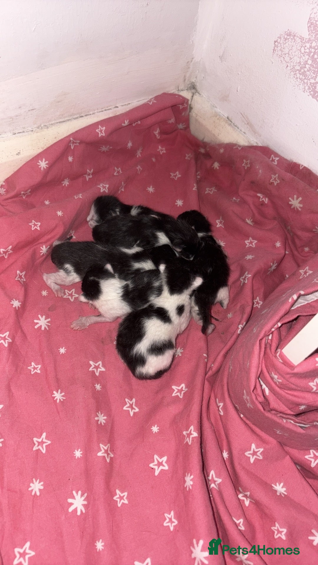 Domestic Shorthair cats for sale: Kittens for sale  - Image 4