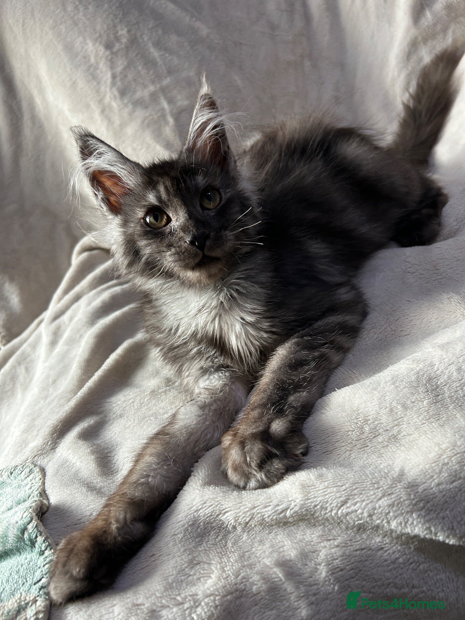 Maine Coon cats maine coon  - Advert 5