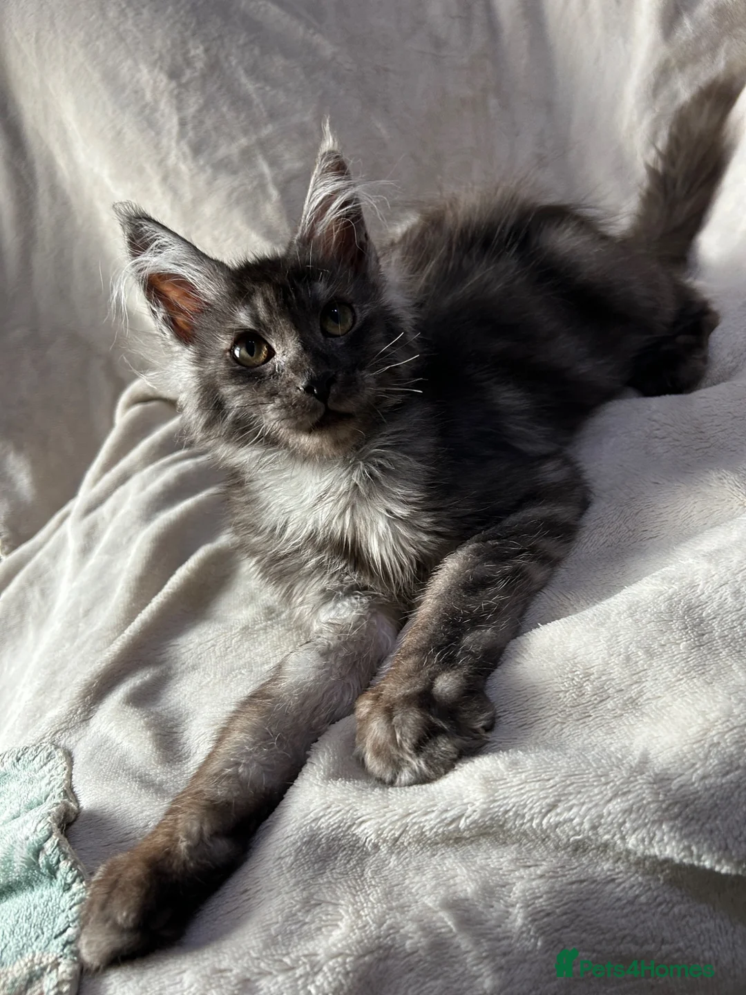 Maine Coon cats for sale: maine coon  - Advert 1