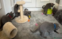 Russian Blue cats for sale: Russian Blue Kittens  - Image 31