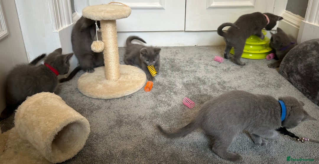 Russian Blue cats for sale: Russian Blue Kittens  - Image 31