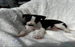 Whippet dogs for sale: KC whippet puppies  - Image 3