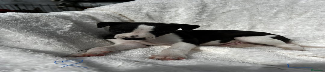Whippet Puppy 1