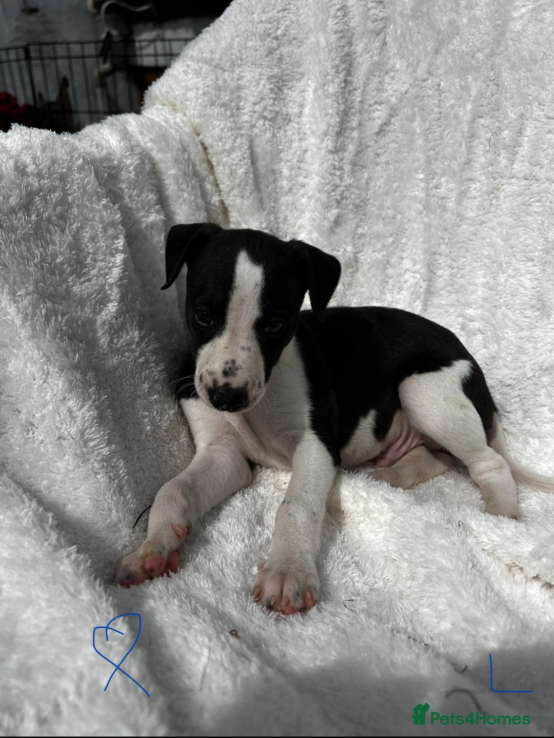 Whippet dogs for sale: KC whippet puppies  - Image 3