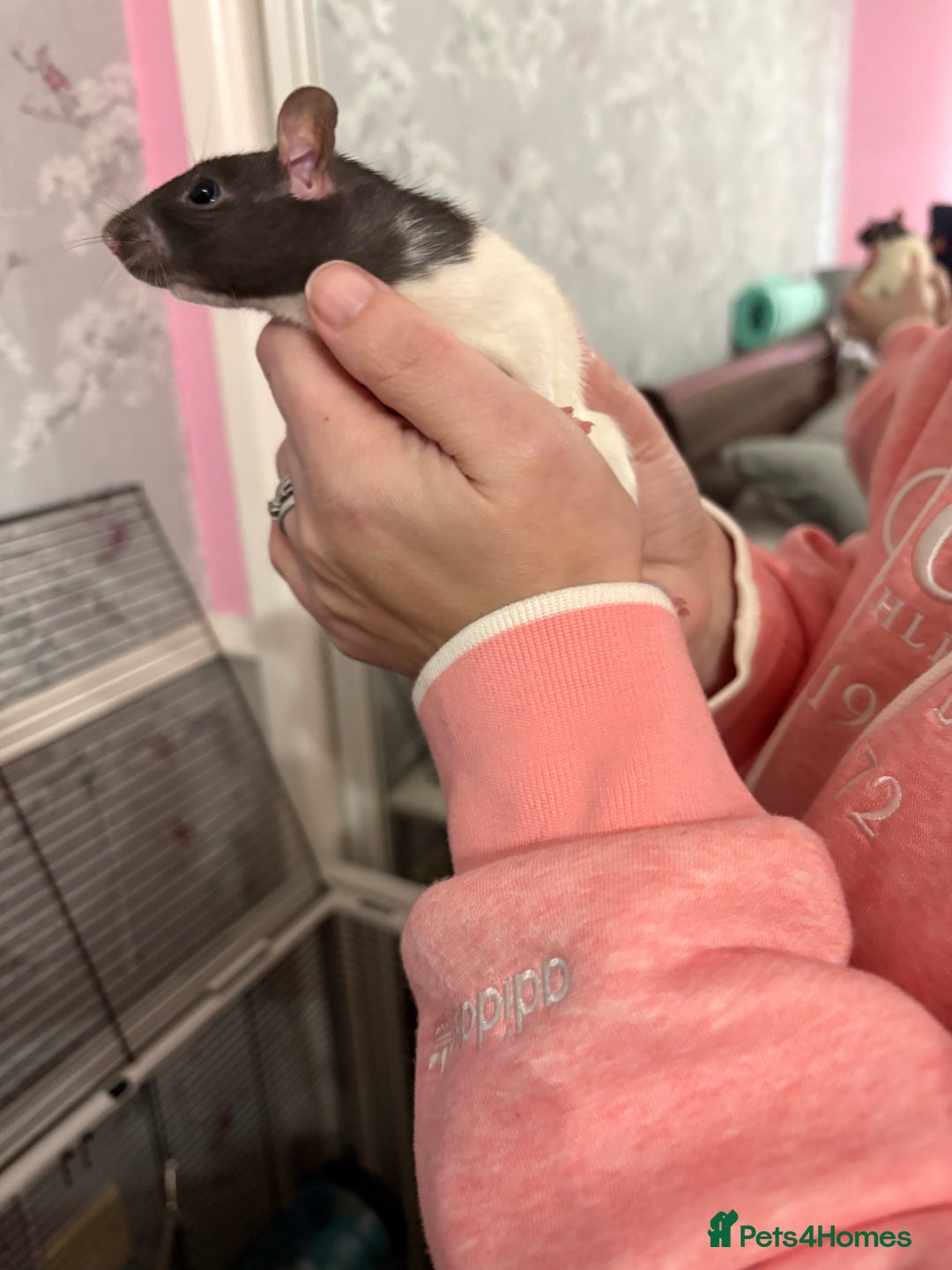 Rat rodents for sale: 2 female rats with cage and accessories  - Advert 2