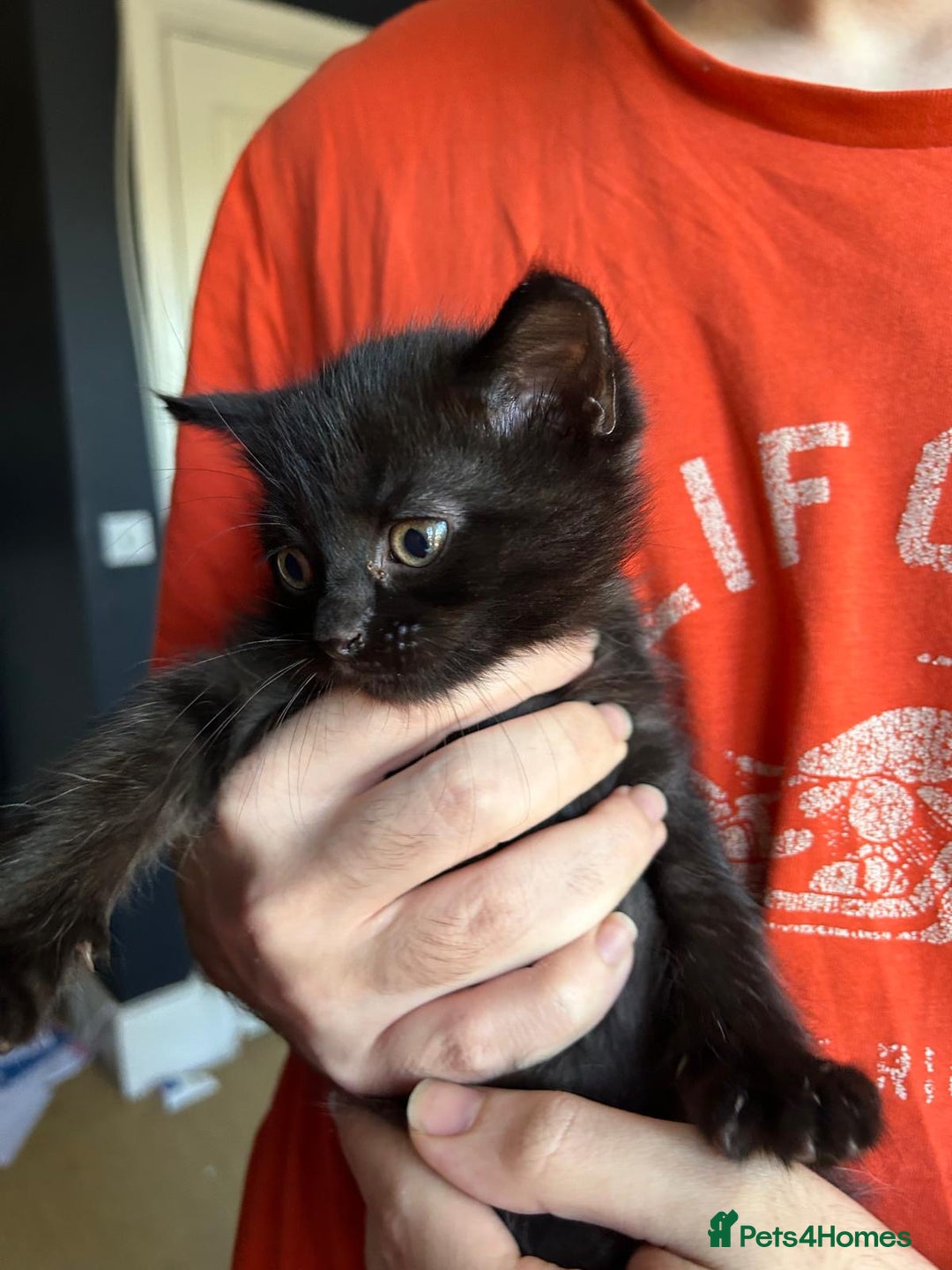 Ragdoll cats for sale:  2half Ragdoll and half domesticshorthair for sale - Advert 8