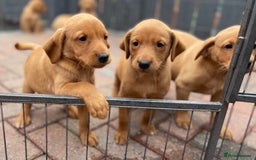 Labrador Retriever dogs for sale: Health Tested Working Labradors  - Image 1