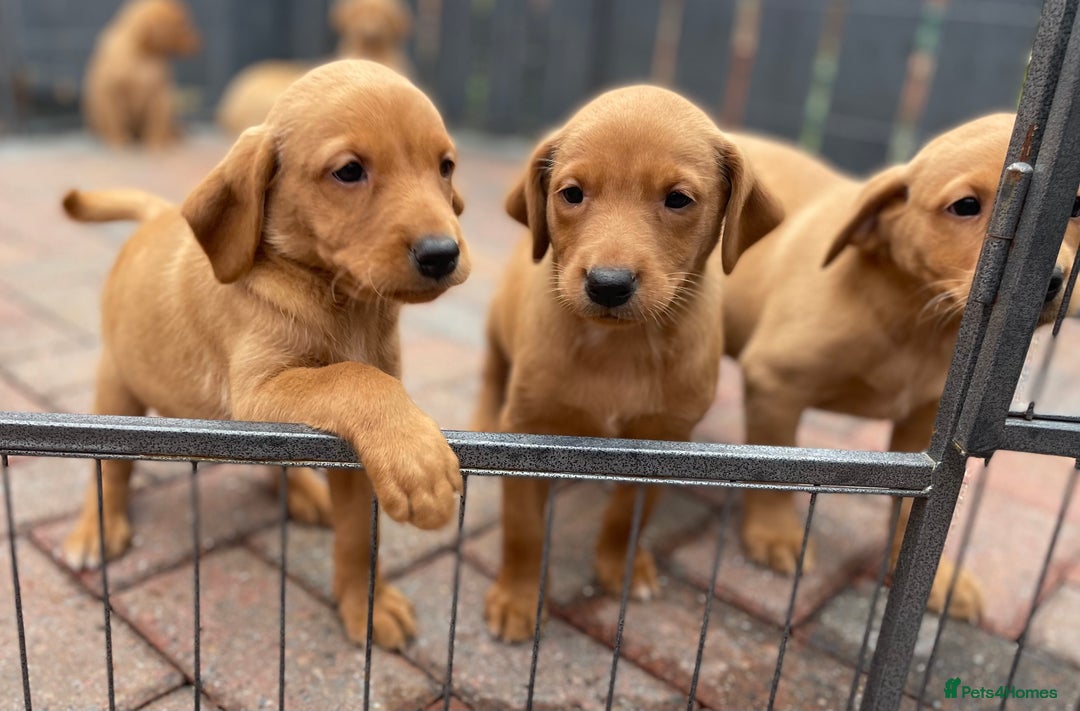 Labrador Retriever dogs for sale: Health Tested Working Labradors  - Image 1
