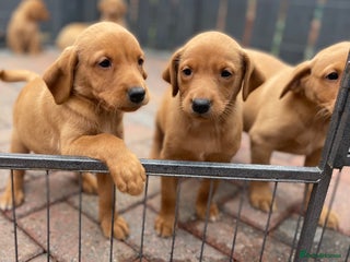 Labrador Retriever dogs - Advert 4