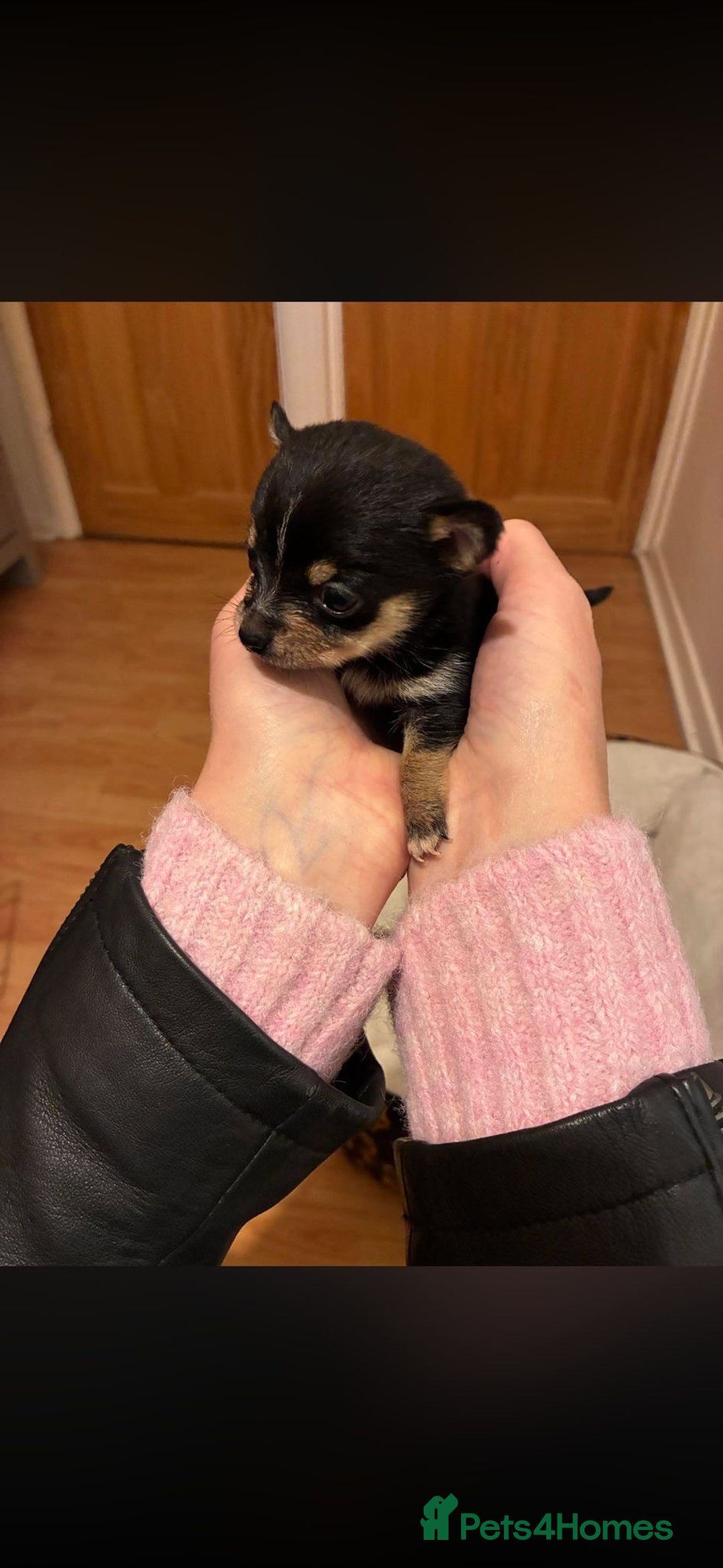 Chihuahua dogs for sale: 2 male chi pups for sale derby - Advert 3