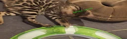 Bengal cats for sale: Snow mink bengals ready now - Advert 4