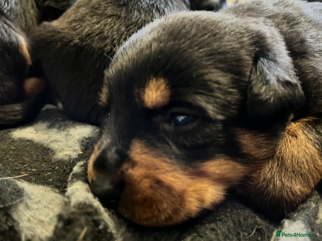 Rottweiler dogs for sale: 8 Beautiful, chunky Rottweiler pups  - Image 7