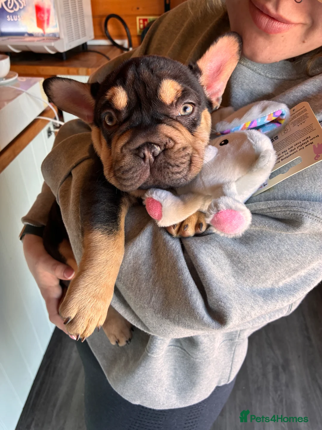 French Bulldog dogs for sale: 14 week old french bulldog  - Advert 3