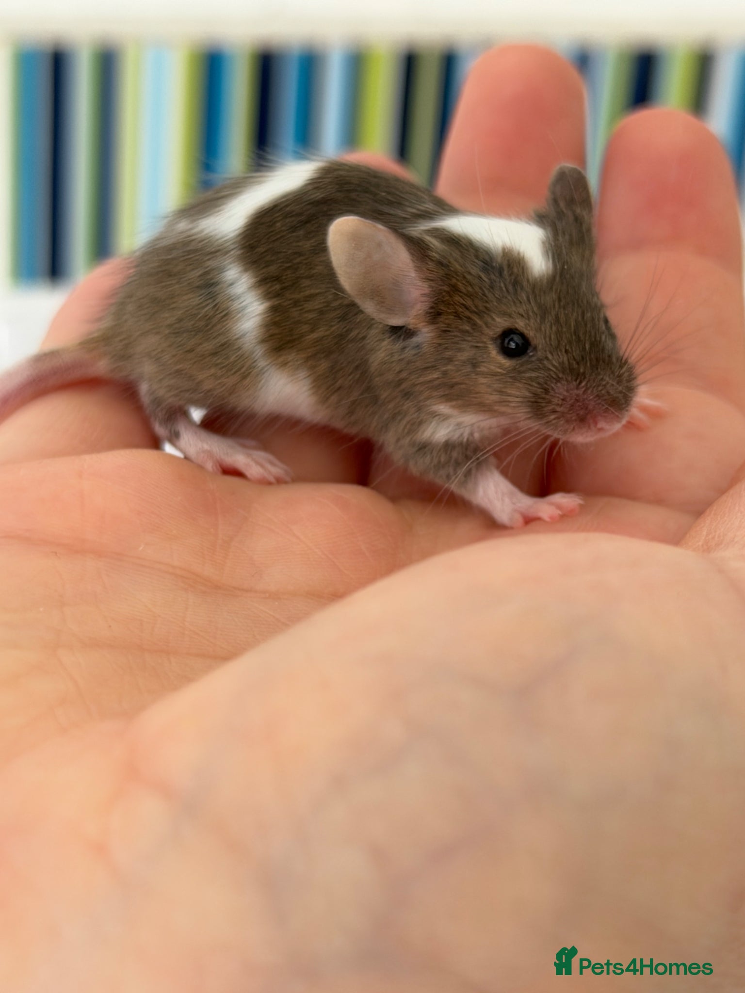 Mouse rodents for sale: Young Mice smooth haired mixed colours fancy mice - Advert 1