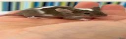 Mouse rodents for sale: Young Mice smooth haired mixed colours fancy mice - Advert 1