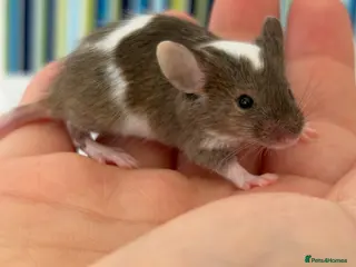Mouse rodents for sale: Young Mice smooth haired mixed colours fancy mice - Advert 1
