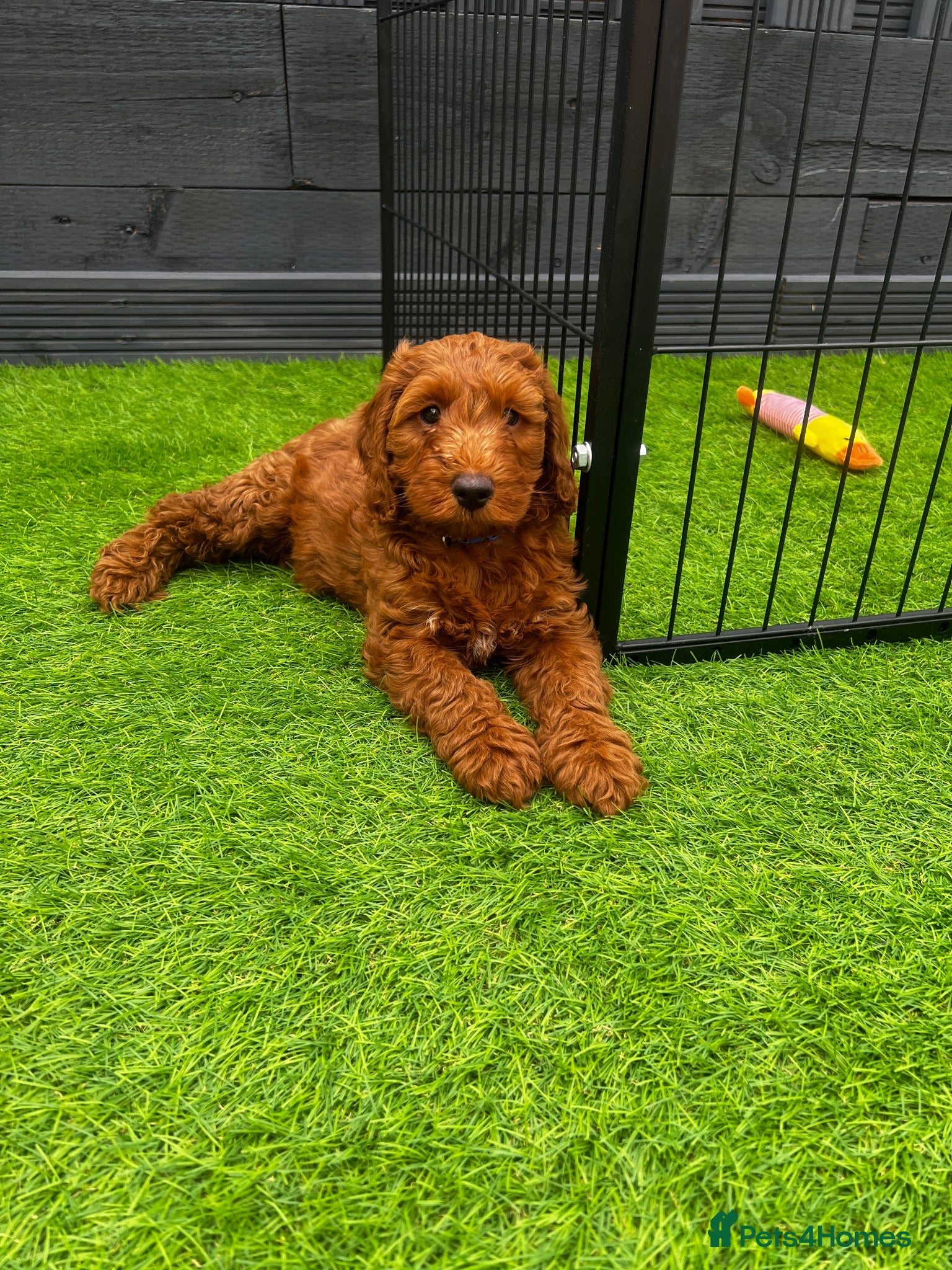 Cockapoo dogs ❗️1 boy left ❗️ 🐾 7 stunning F1B cockapoo pups 🐾 - Advert 1