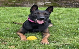 Belgian Shepherd Dog dogs for sale:  Belgian Malinois Puppies  in Telford - Image 3