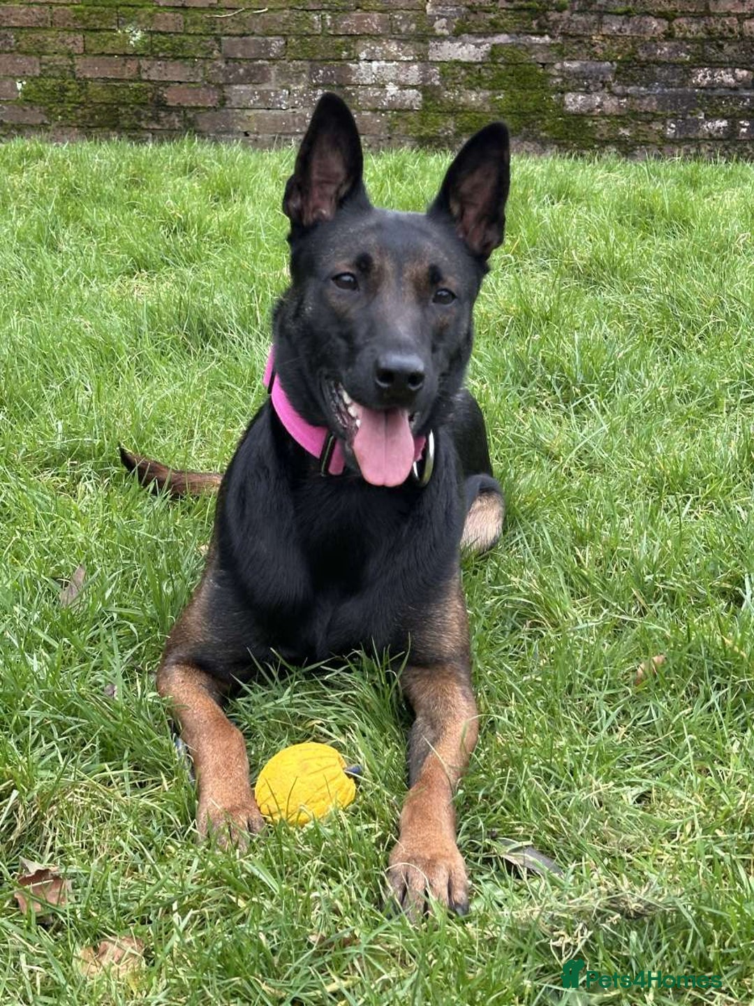 Belgian Shepherd Dog dogs for sale:  Belgian Malinois Puppies  in Telford - Image 3