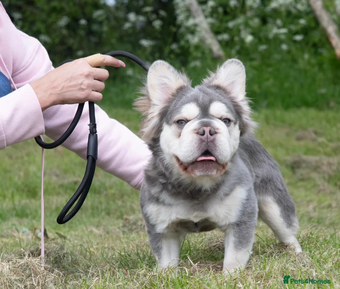 French Bulldog dogs for stud: Beautiful French bulldog studs - Advert 4
