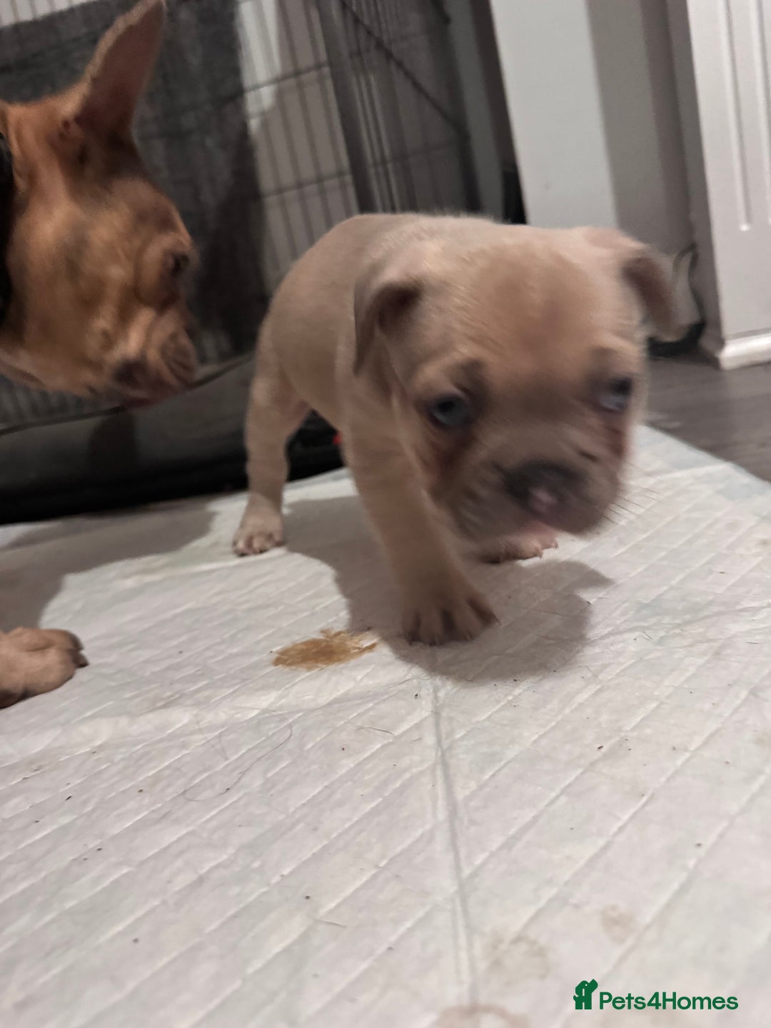 French Bulldog dogs for sale: 2 beautiful Frenchie puppies  - Advert 14