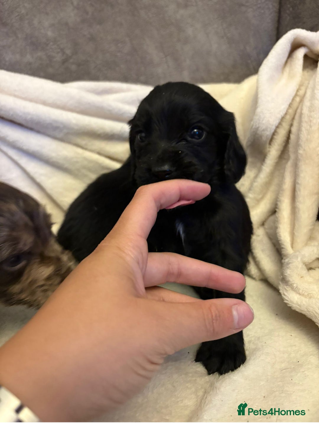 Cocker Spaniel dogs for sale: REDUCED - Cocker Spaniel Pups Need Forever Homes! - Advert 26