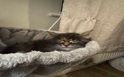 Maine Coon cats for sale: Maine Coon Kittens  - Image 7