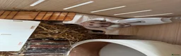 Hamster rodents for sale: Syrian hamster in Aylesbury - Advert 4