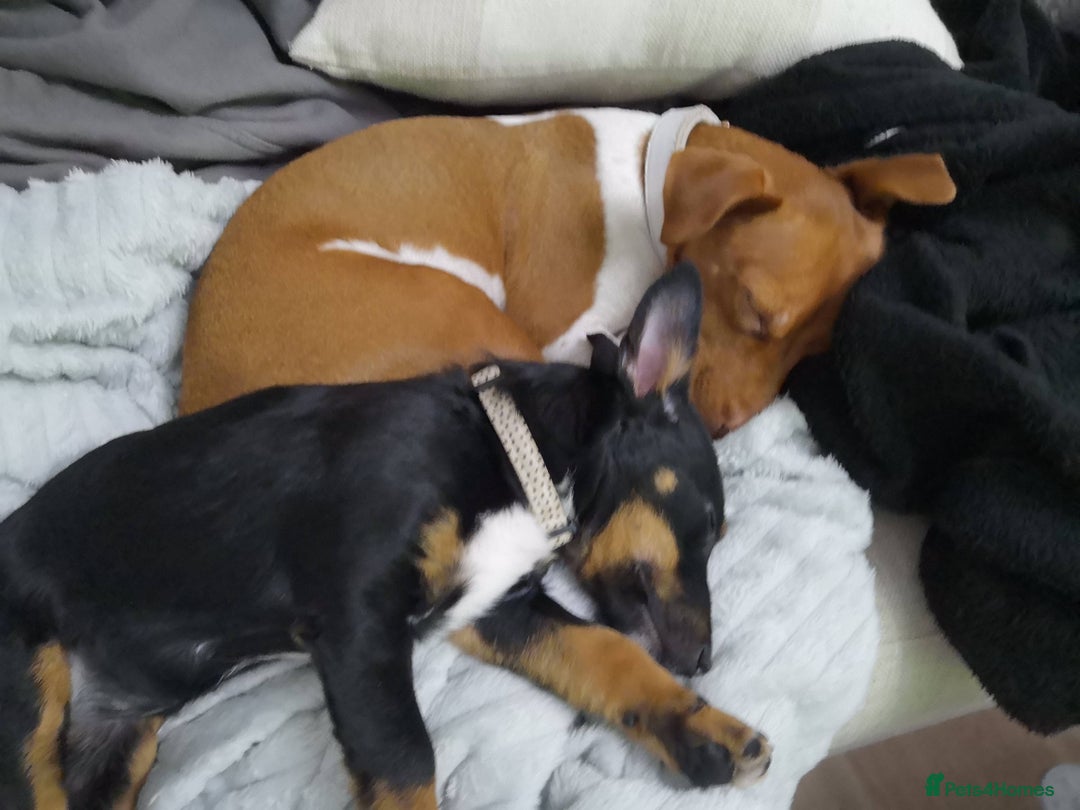Jack Russell dogs for sale: 2 x Beautiful Jack Russells  - Image 14