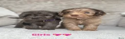 Cockapoo dogs for sale: F1 health tested cockapoo puppies - Advert 9